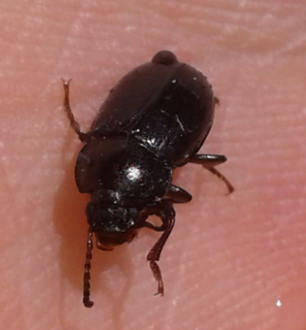 Carabidae?   No, Tenebrionide: Nalassus sp.